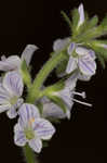 Common gypsyweed